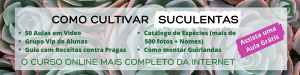 como cultivar suculentas