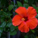Hibiscus rosa-sinensis de cor vermelha
