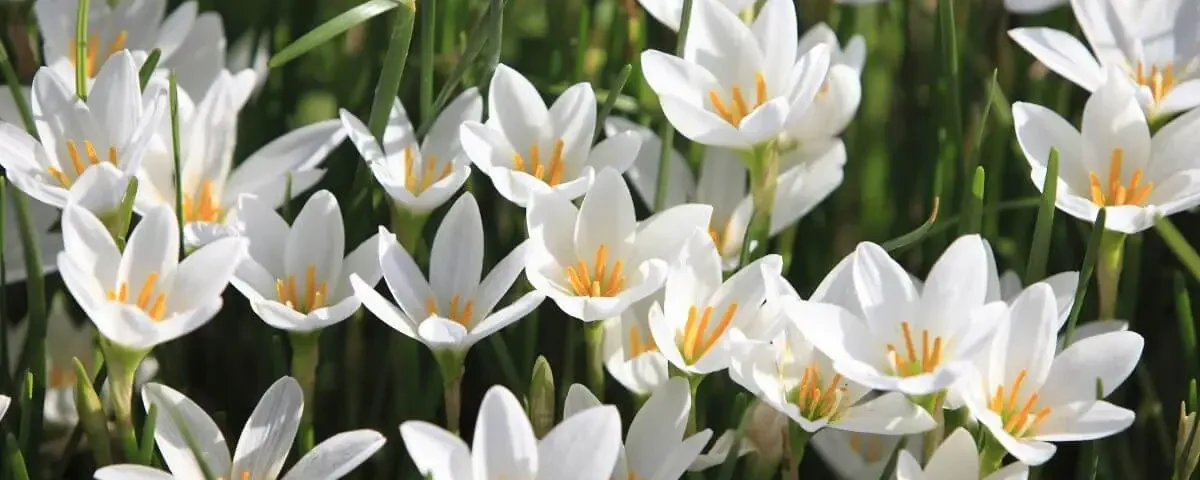 lírio do vento flores brancas