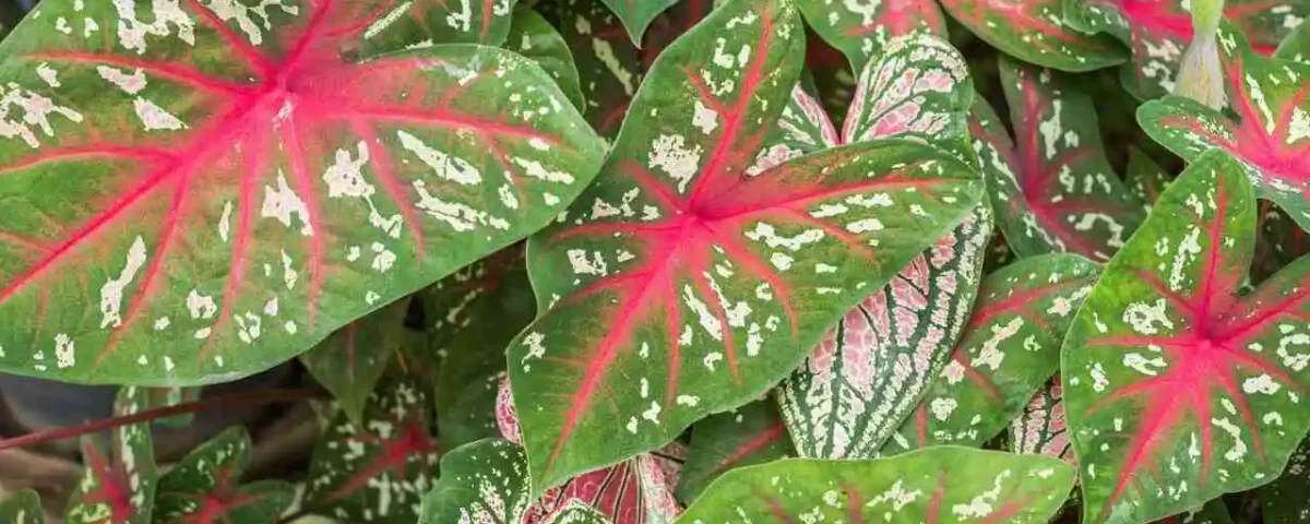 caladium bicolor folhas verdes com vermelho e branco