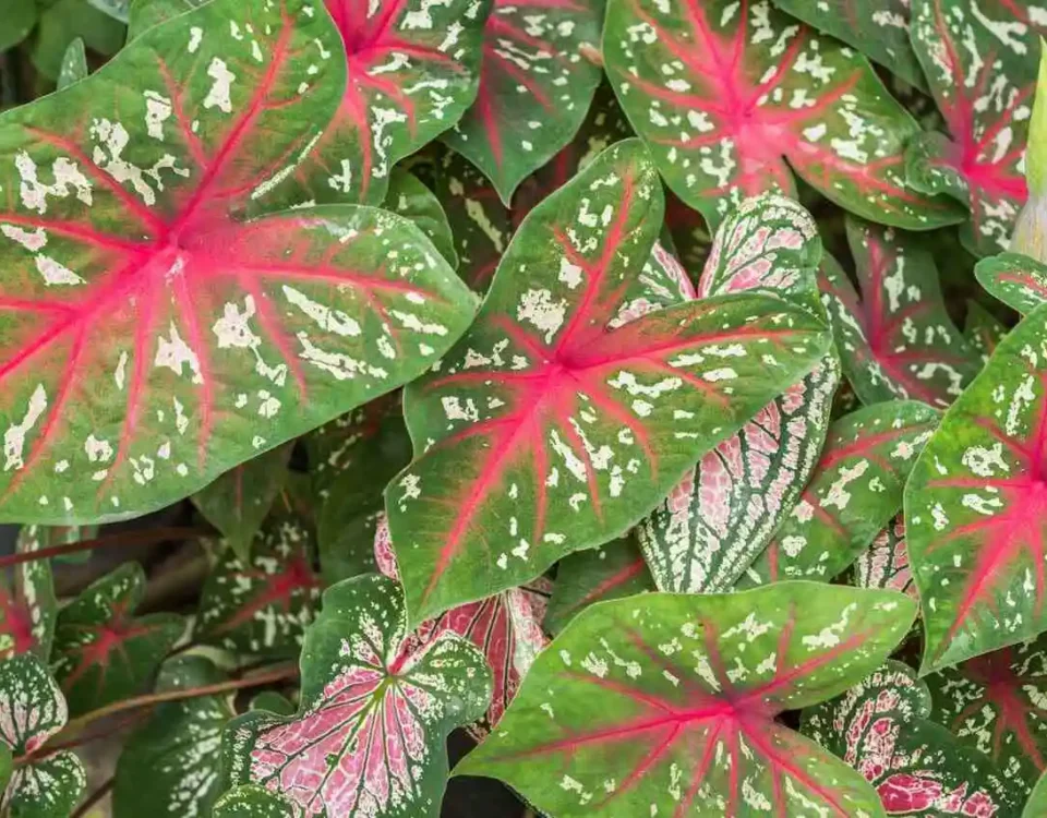 caladium bicolor folhas verdes com vermelho e branco