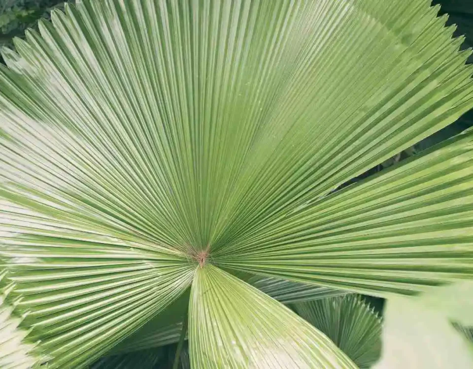tipos de palmeira leque