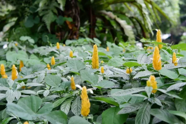 Pachystachys-lutea