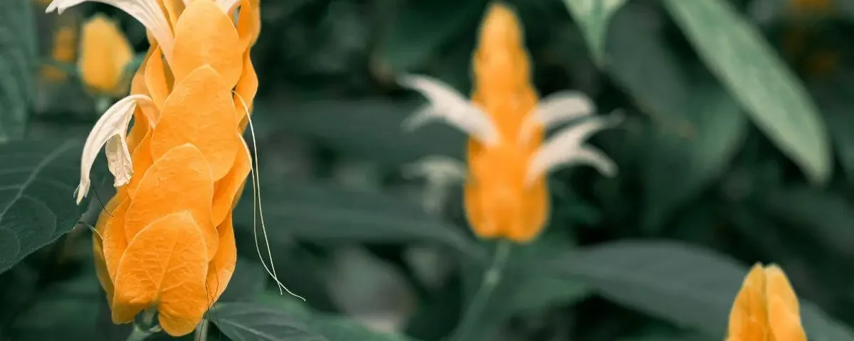 camarão-amarelo em jardim com flores em formato de espiga