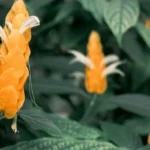 camarão-amarelo em jardim com flores em formato de espiga