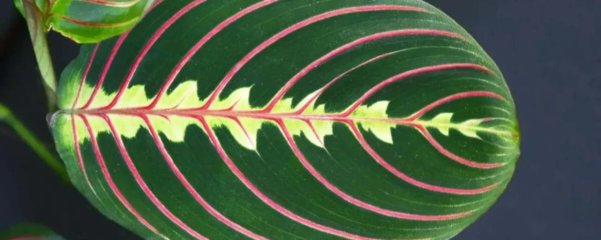 maranta leuconeura