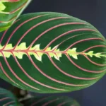 maranta leuconeura