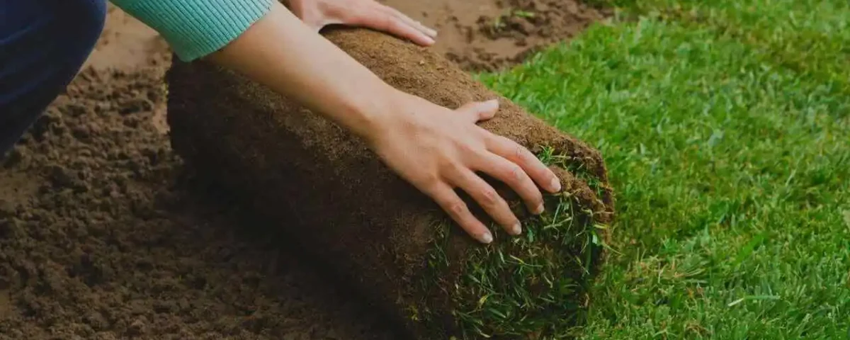 como plantar grama no quintal