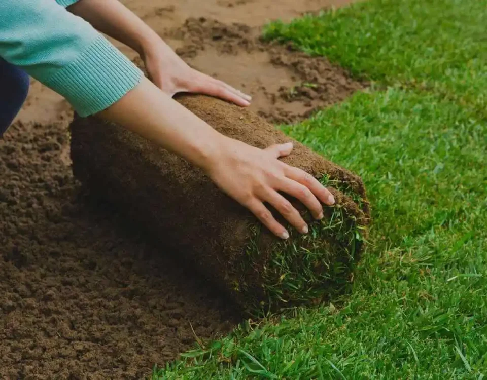 como plantar grama no quintal