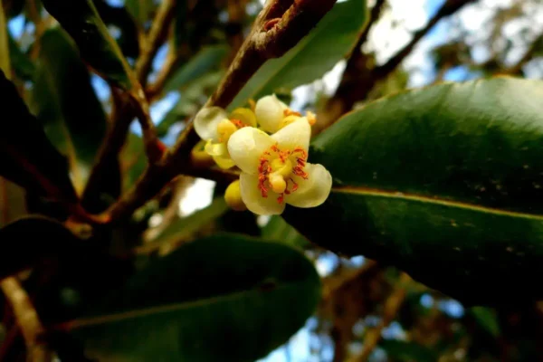 Guanandi Calophyllum-brasiliense