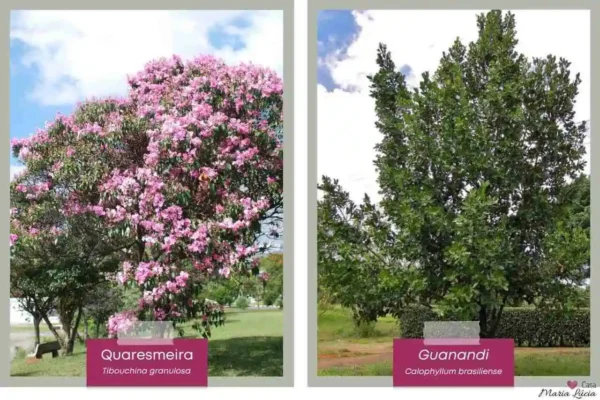 Quaresmeira-Guanandi