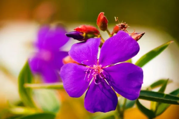 quaresmeira Tibouchina-granulosa