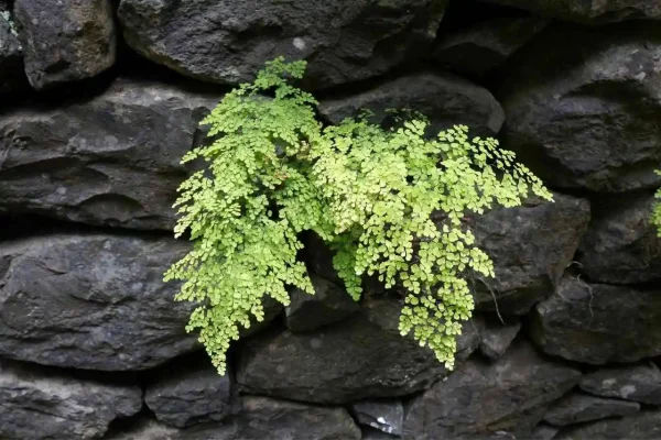 Adiantum capillus veneris