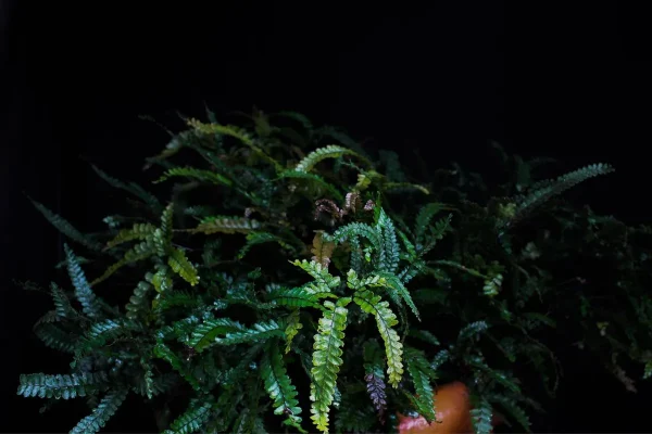 Adiantum hispidulum