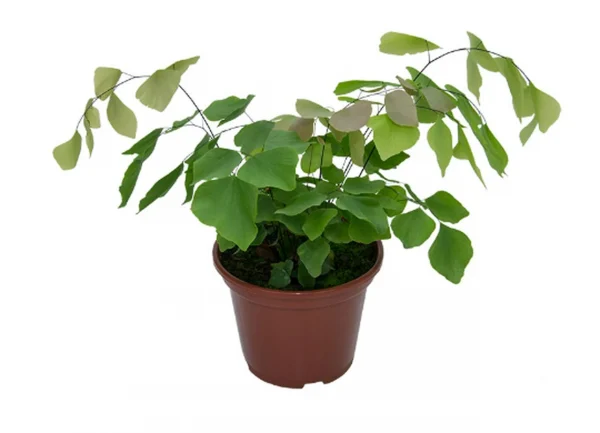Avenca em vaso de plático marrom da espécie Adiantum perivianum