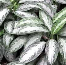 close de folhas de cor esbranquiçada e verde escuro nas bordas em formato de lança arredondada da planta aglaonema