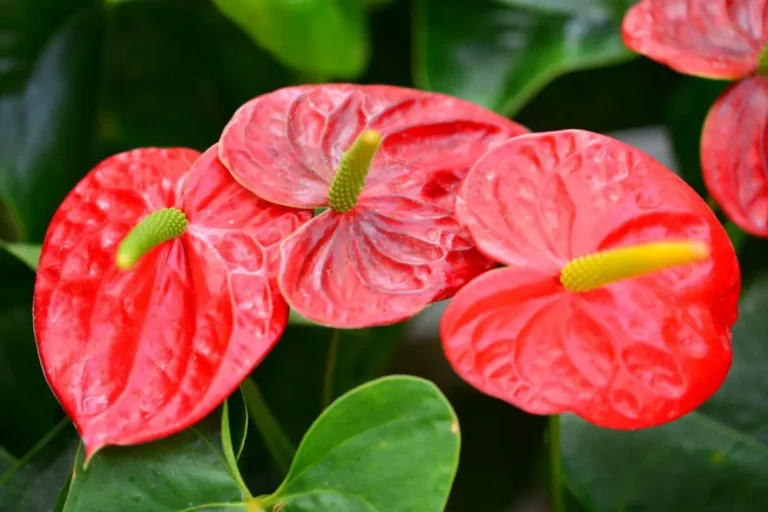anturio com flores vermelhas