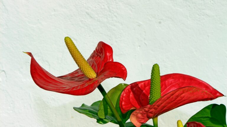 plantas que purificam o ar