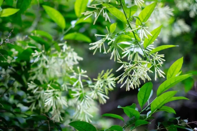 folhas e flores da Cestrum nocturnum ou Dama da noite