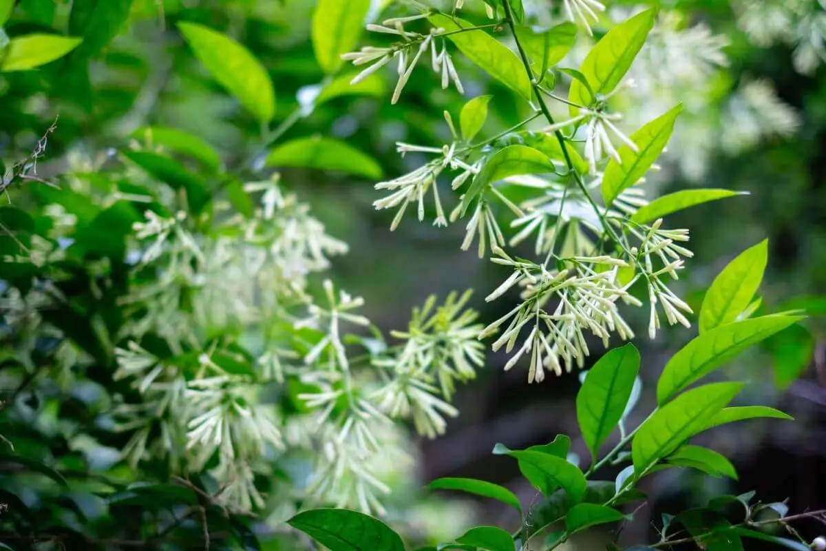 folhas e flores da Cestrum nocturnum ou Dama da noite