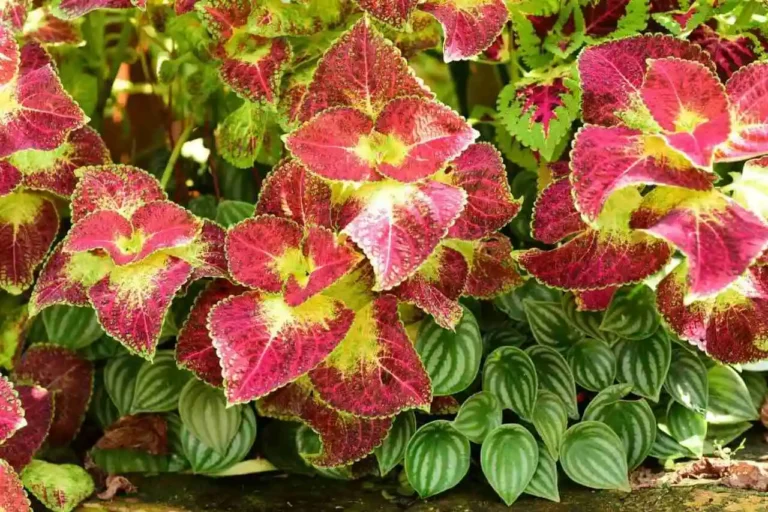 coleus folhas vermelhas