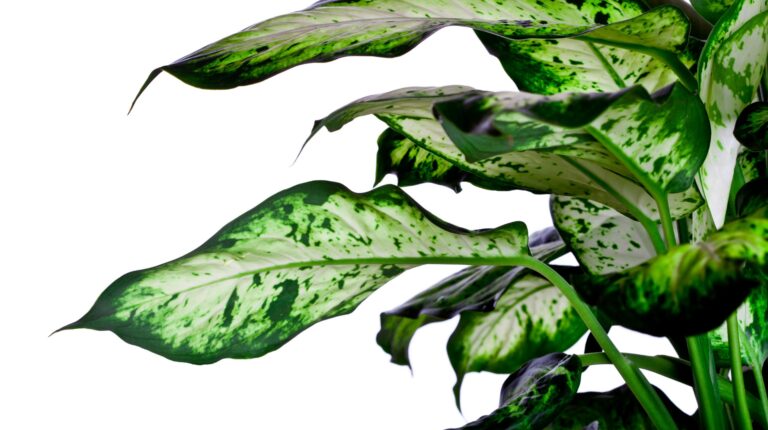 Quais são as Plantas Tóxicas que temos em Casa?