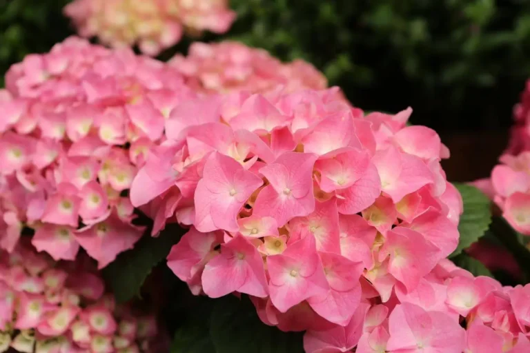 Como-cuidar-de-Hortensias