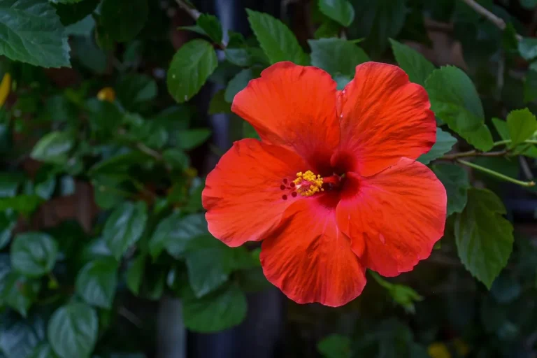 Hibiscus rosa-sinensis de cor vermelha