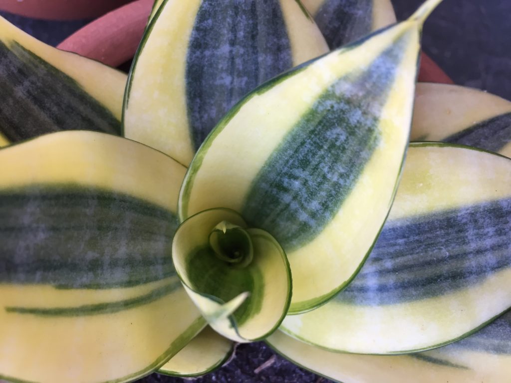 folhas rígidas em formato de ponta de lança em cores amarela e verde formando uma roseta vista de cima da planta sansevieria