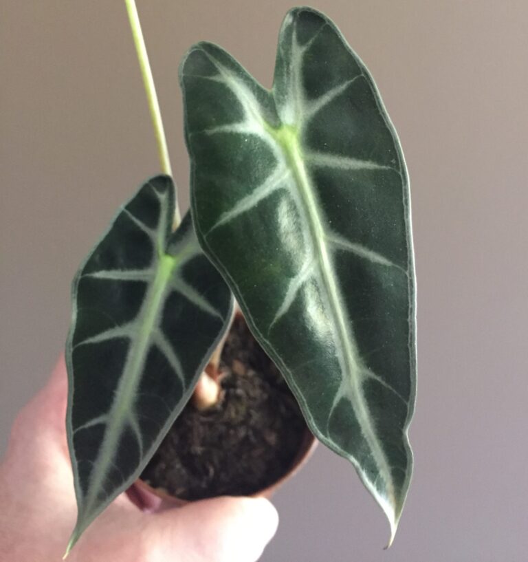 Plantas de Sombra Parcial