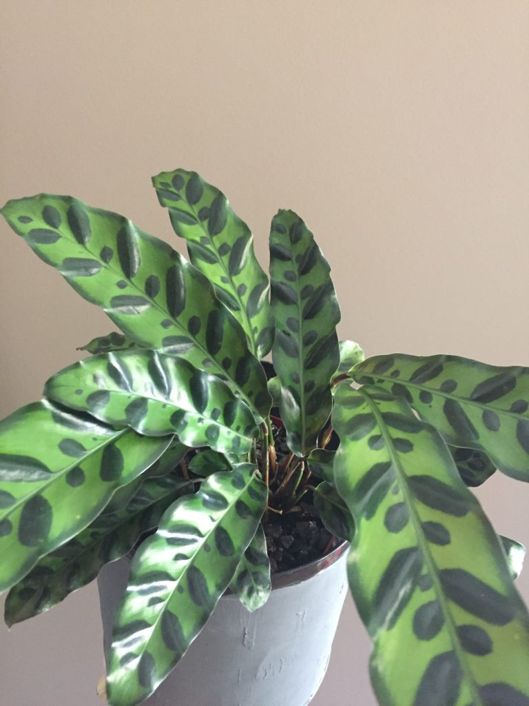 folhas alongadas verde claro com manchas ovaladas em verde escuro da planta maranta cascavel calatea