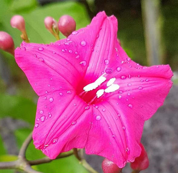 Ipomeia Rubra flores que gostam de sol pleno