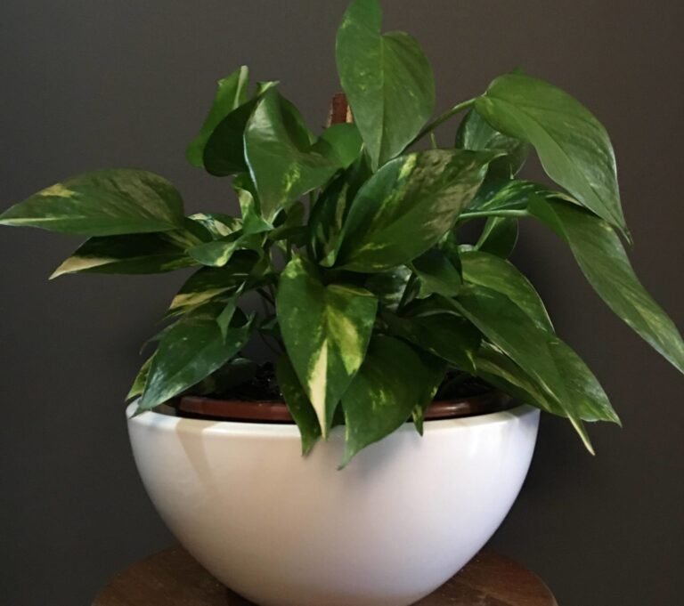 Jiboia, a melhor planta de interior