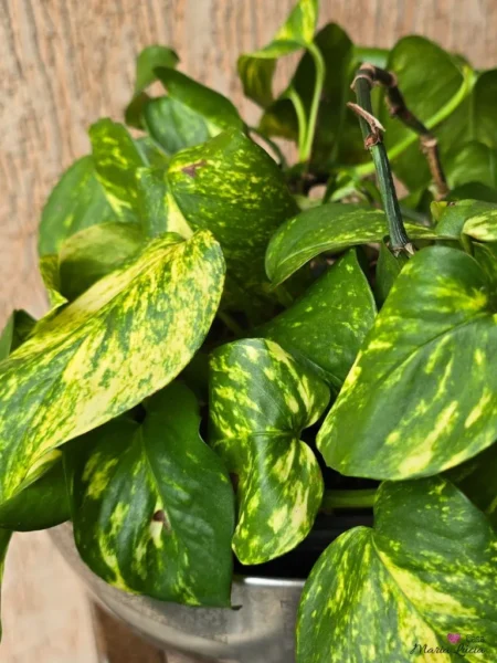 folhas rajadas verde claro e escuro em close de planta jiboia com fundo de parede bege 