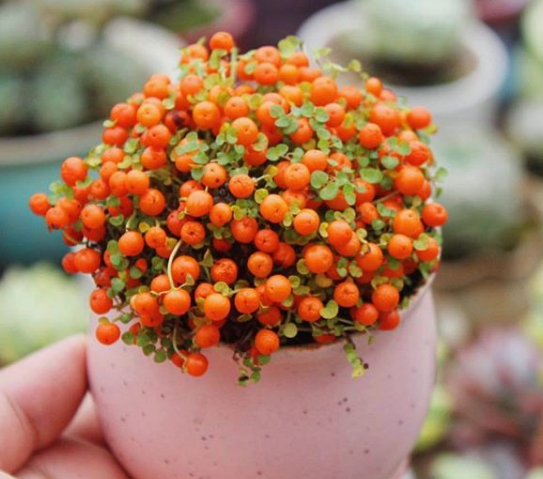 bolinhas alaranjadas de fruto e mini folhas verdes de planta em vaso rosa claro arredondado segurado por uma mão
