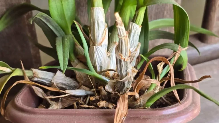 orquídea com folhas murchas e raízes secas