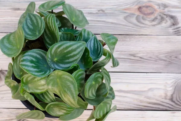 Peperomia argyreia
