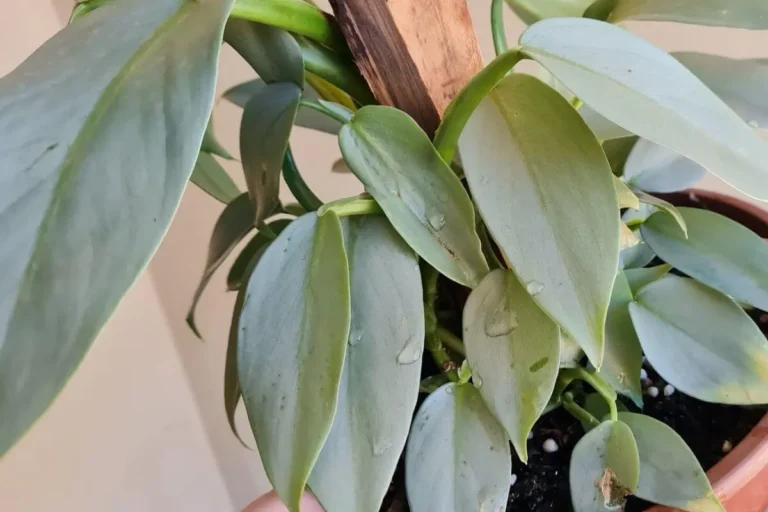 philodendrons