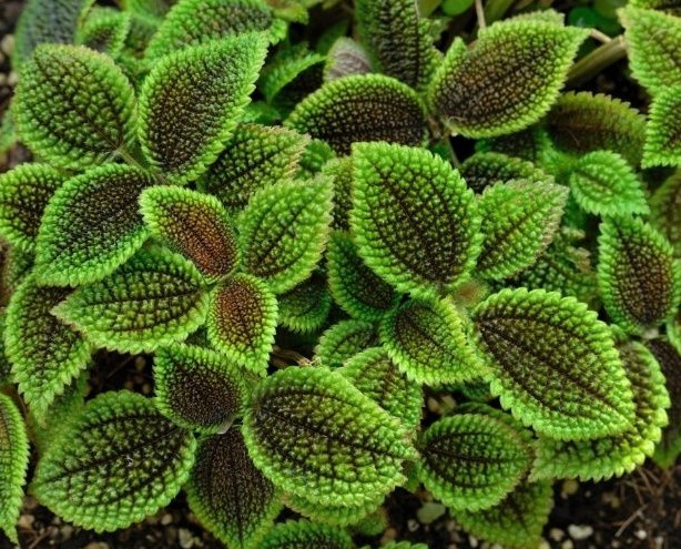 folhas em primeiro plano com aparência aveludada em core verde viva e amarronzado da planta Pilea Involucrata