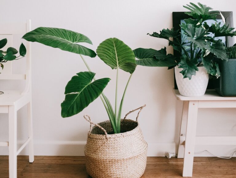 Plantas Grandes para Ambientes de Sombra