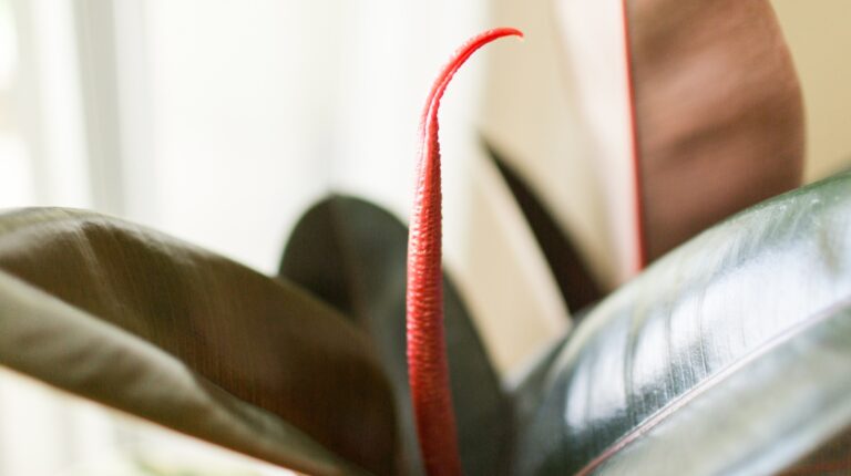 plantas de interior resistentes