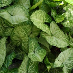 close das folhas em formato de flecha com cores rajadas de verde escuro e claro da planta Syngonium