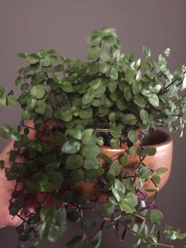 planta com folhas verdes arredondadas pequenas em ramos densos dentro de um vaso de cerâmica segurado por uma mão em fundo de parede bege escuro