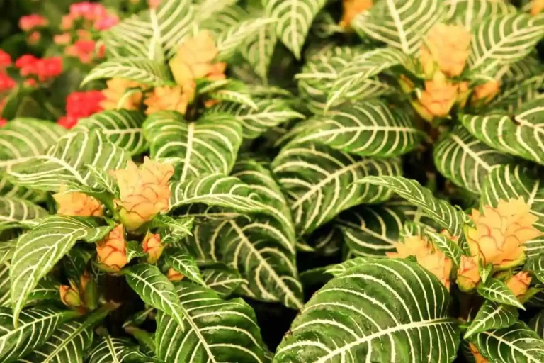 Aphelandra como cuidar