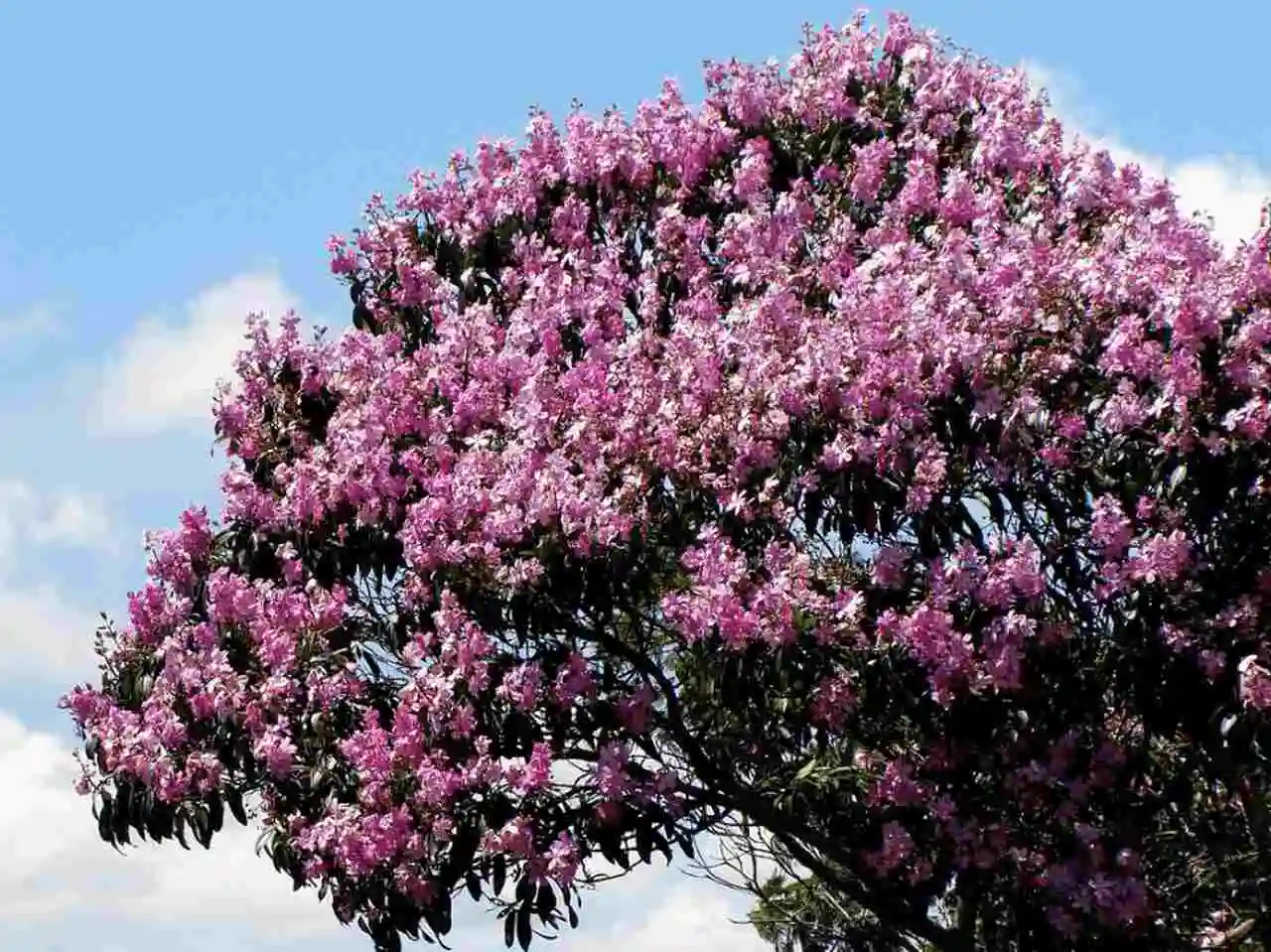 árvore-ideal-para-plantar-na-calçada