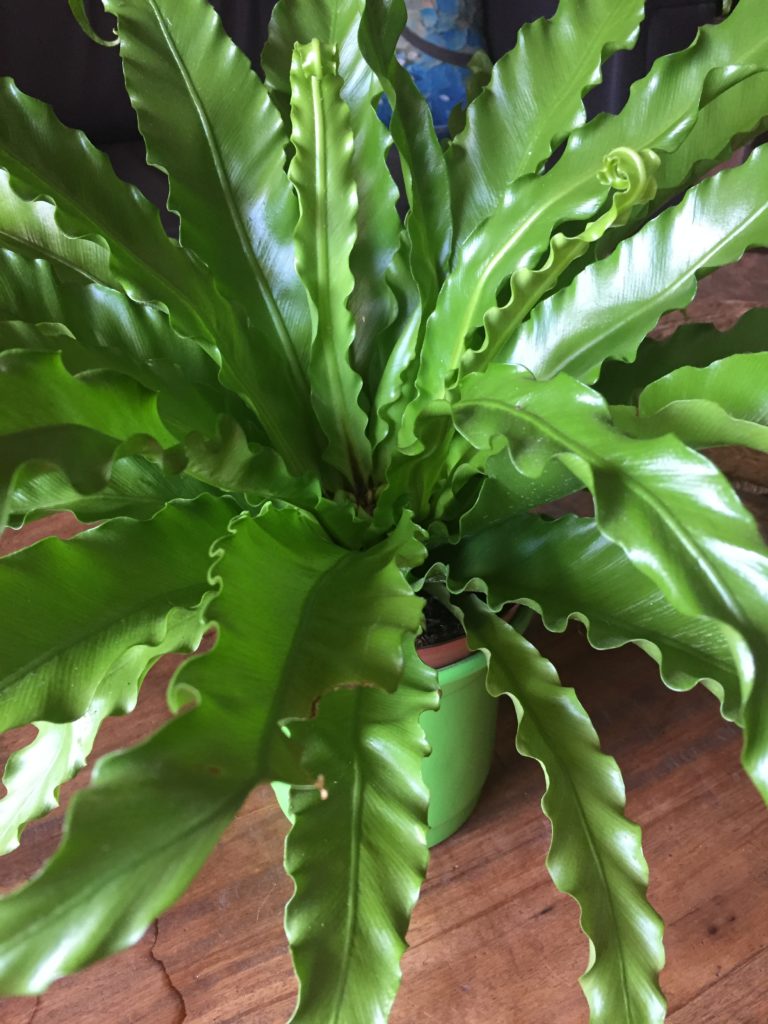 Planta asplênio vista de cima com folhas verdes em formato de ninho em cima de mesa de madeira e dentro de um vaso verde claro de metal