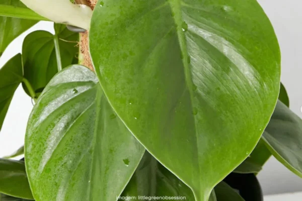 como fazer muda de philodendron-cordatum