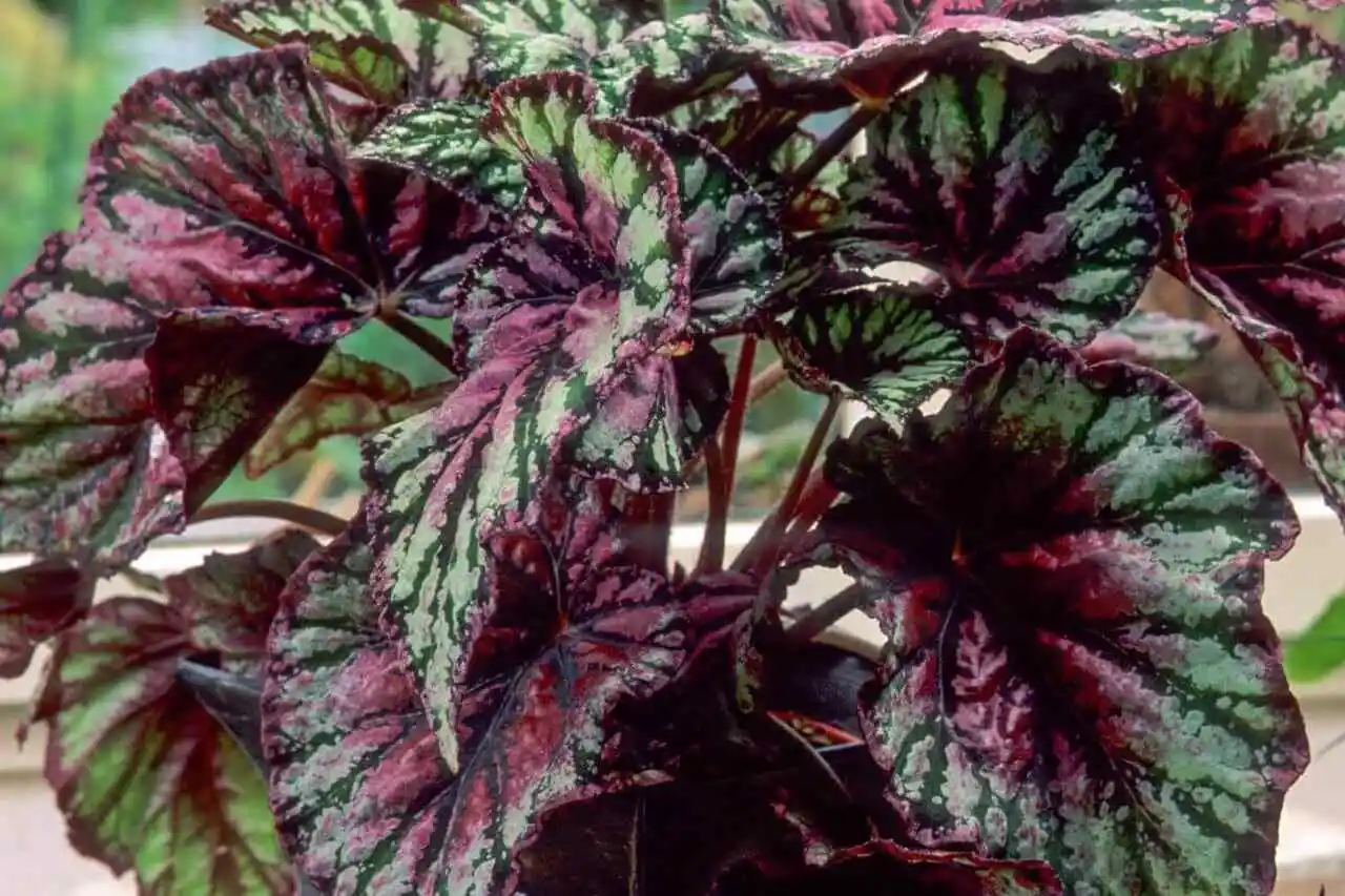 begonia rex vermelha