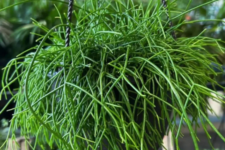 Cacto-Macarrão, o Rhipsalis sem Segredos