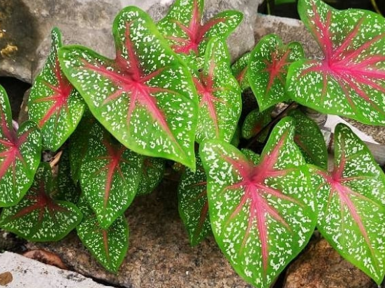 caladium bicolor